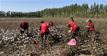 【塔木托格拉克乡社工站】“捡起地上的云朵”采棉花志愿服务活动